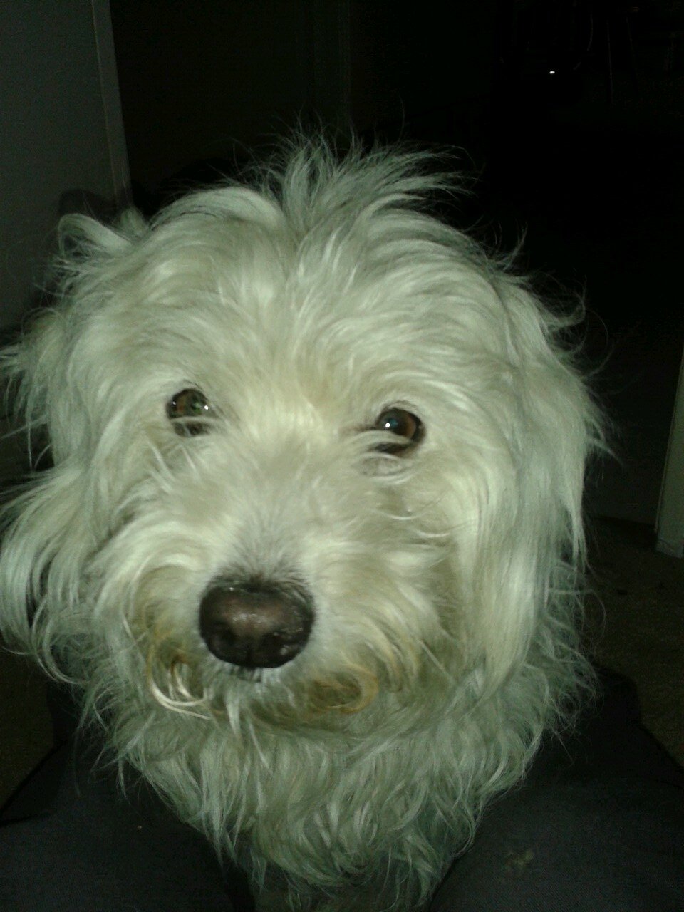 AndrewGillert's profile picture. I am an extraordinary Eskie-Poo, who loves life!