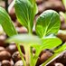 Aquaponic People (@aquaponicpeople) Twitter profile photo