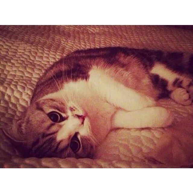 sono meredith amo ari e taytay|meow|harredith ė per sempre|
