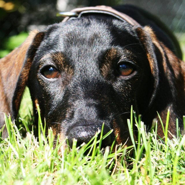 kaiserteckel's profile picture. 