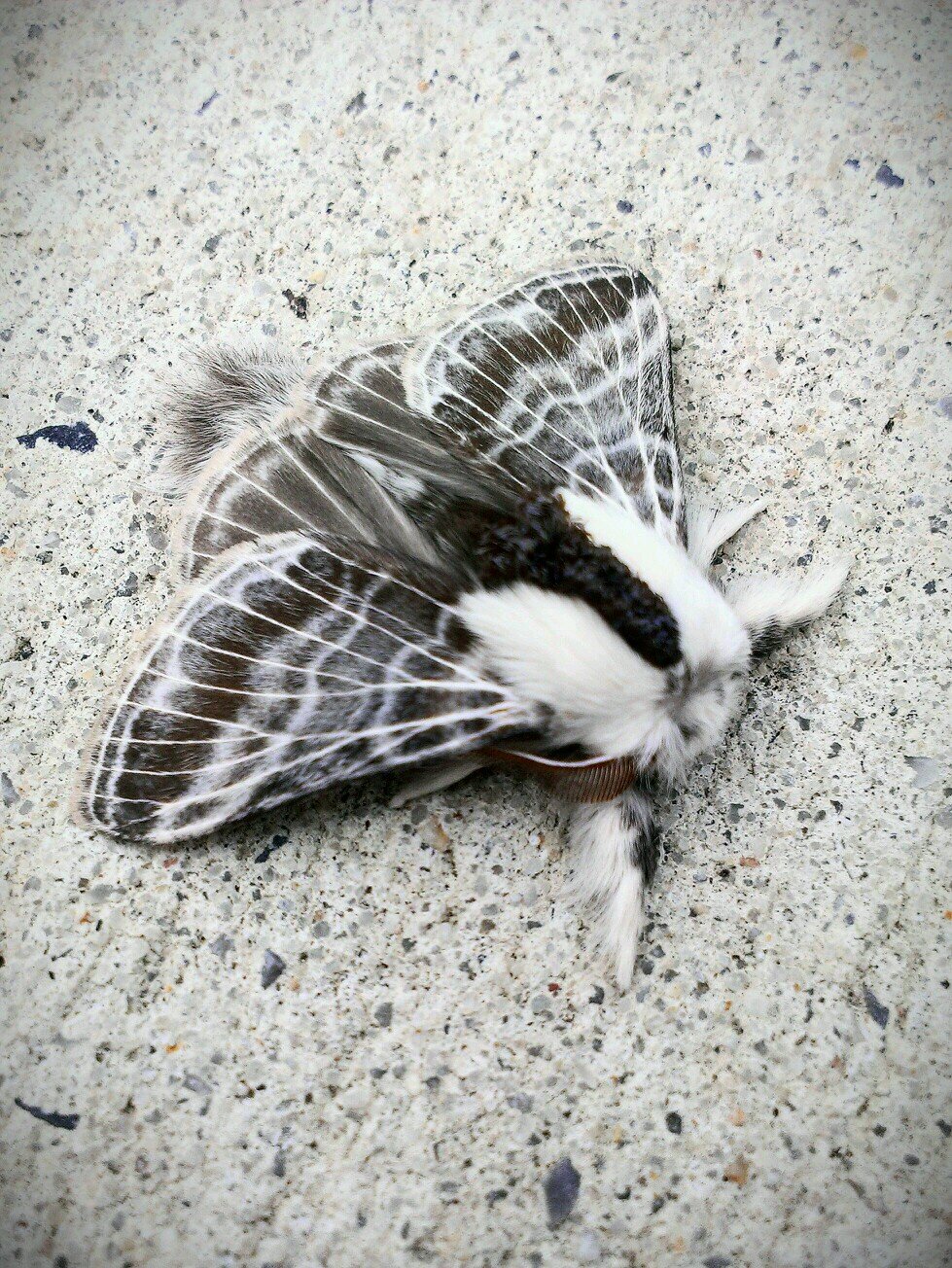 I'm a moth irl too. he/him