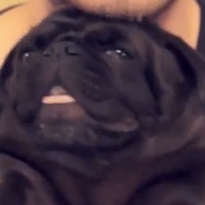 edgar allan pug edgar allan pug edgar allan pug edgar allan pug edgar allan pug edgar allan pug