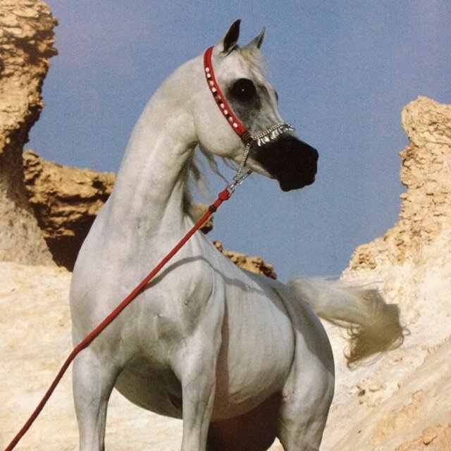 اهم الانجازات العالمية للخيل Horses Victories Around The World- DOha.Qatar