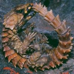 just a lizard