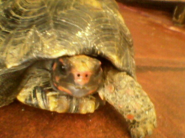 Deve ser legal ser um pombo! Pra pode cagar na cabeça das pessoas.