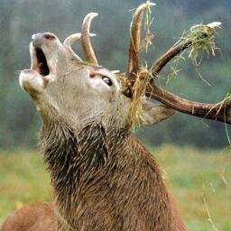 Stagaroni's profile picture. Time to get strange. A particularly stag filled AD account. But I'm a horse?!!?!??! I tweet naughty things and regret it later. Come inside me. :U