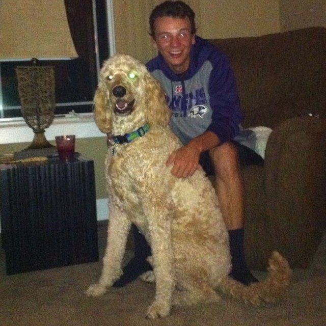 Logger Logan
