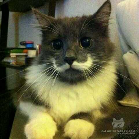 Catlover|Rocker|America club fan,F1, Miami dolphins|Star wars|Combat airplanes|
