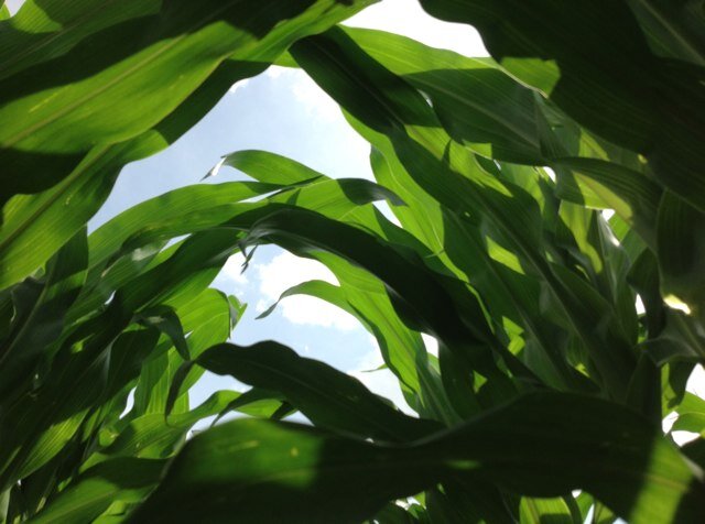 Corn and Soybean farmer in West-Central Illinois.