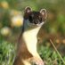 寺沢太一(Mustela) (@vi6arf) Twitter profile photo 寺沢太一(Mustela) (@vi6arf) Twitter profile photo