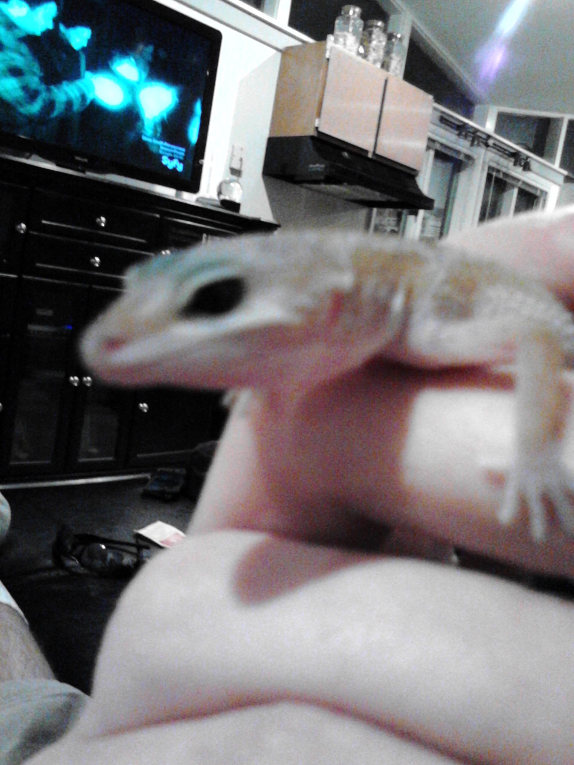 This page is to show my love for reptiles such as my pet leopard gecko and two box turtles that love to get it on.