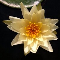 baiwah (@gobirch) 's Twitter Profile