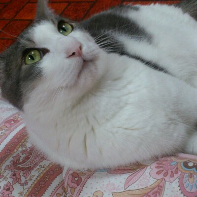 谷口真子 6 B98 Twitter