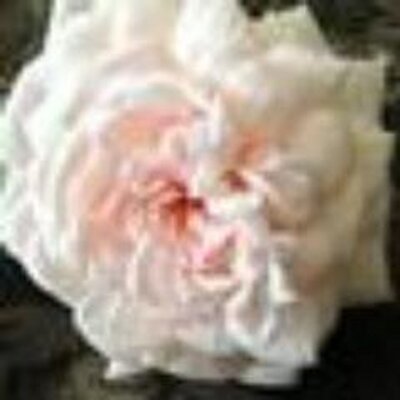 90年代宝塚名言bot 非公式 90bot Tkz Twitter