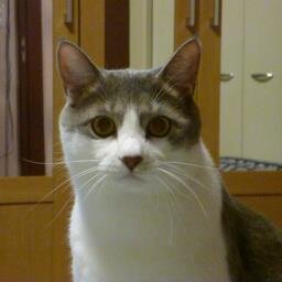 Ryuskの家の猫のかわいい仕草やおもしろい写真を紹介します。自動フォロー返し（１２時間ごと）