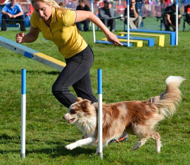 Dog Agility training in Newport, South Wales. Training takes place here every day, in a fun relaxed atmosphere. Come have a go!!!