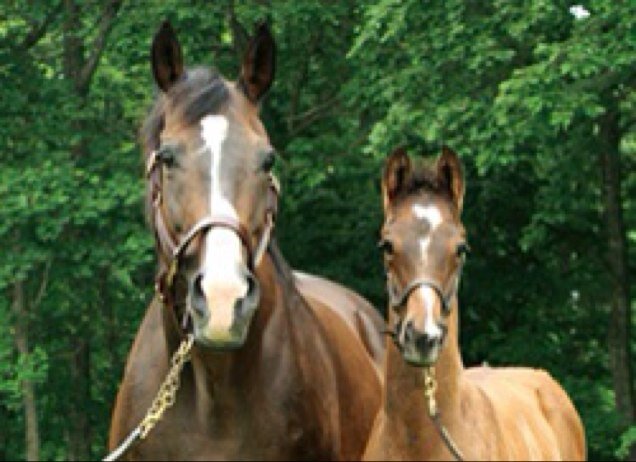 競馬はエアグル一族（ドゥラルラ）とオルフェ家推し