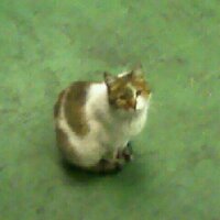 PAQUI VELLISCA (@paquivellisca) 's Twitter Profile