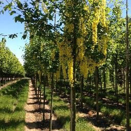Specialists in Horticultural, Gardens and Nurseries including a vast range of Trees, Shrubs, Hedging and a large selection of specialist plants.