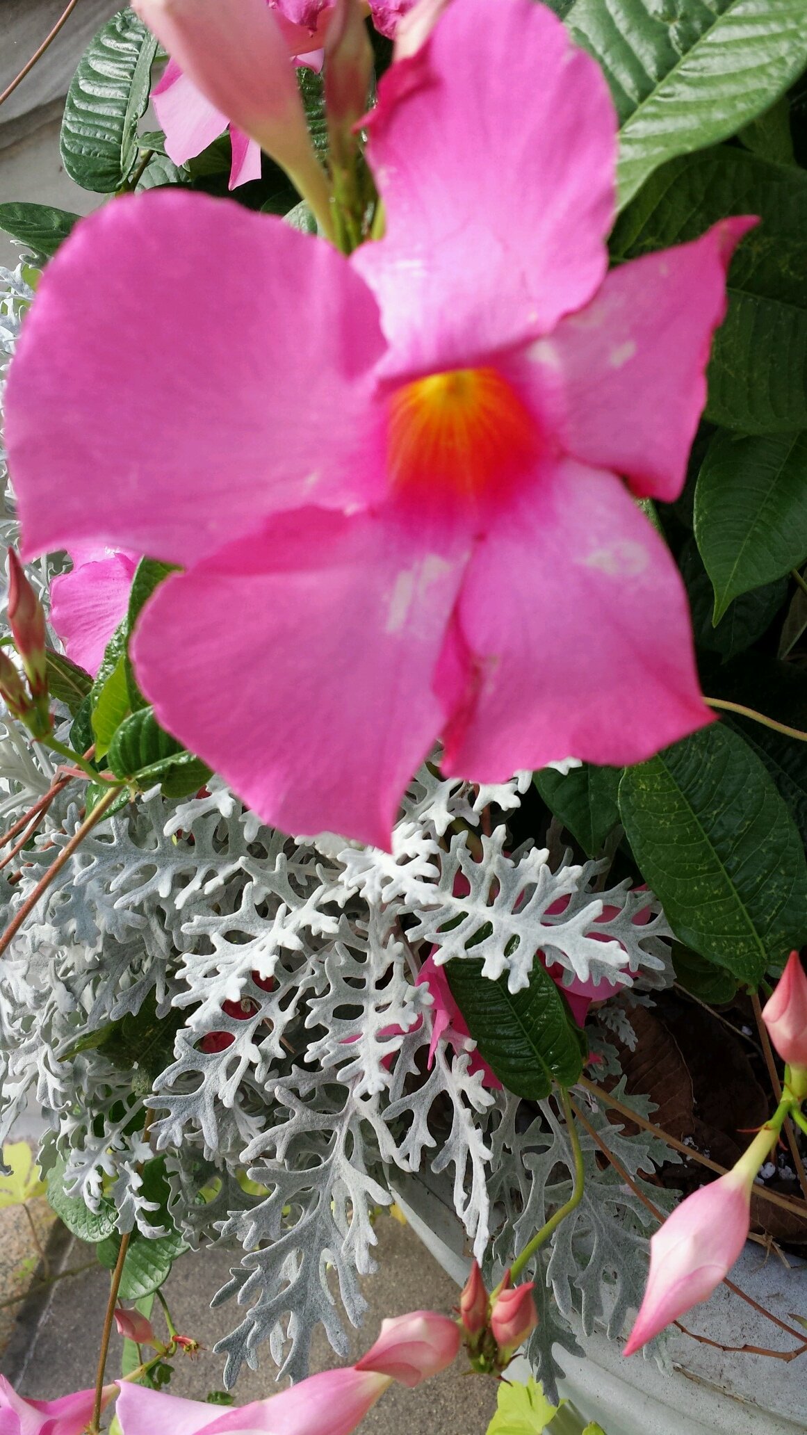 MehannaJessy's profile picture. 