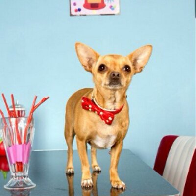 Ark animalsupplies (@EssexArkAnimal) | Twitter