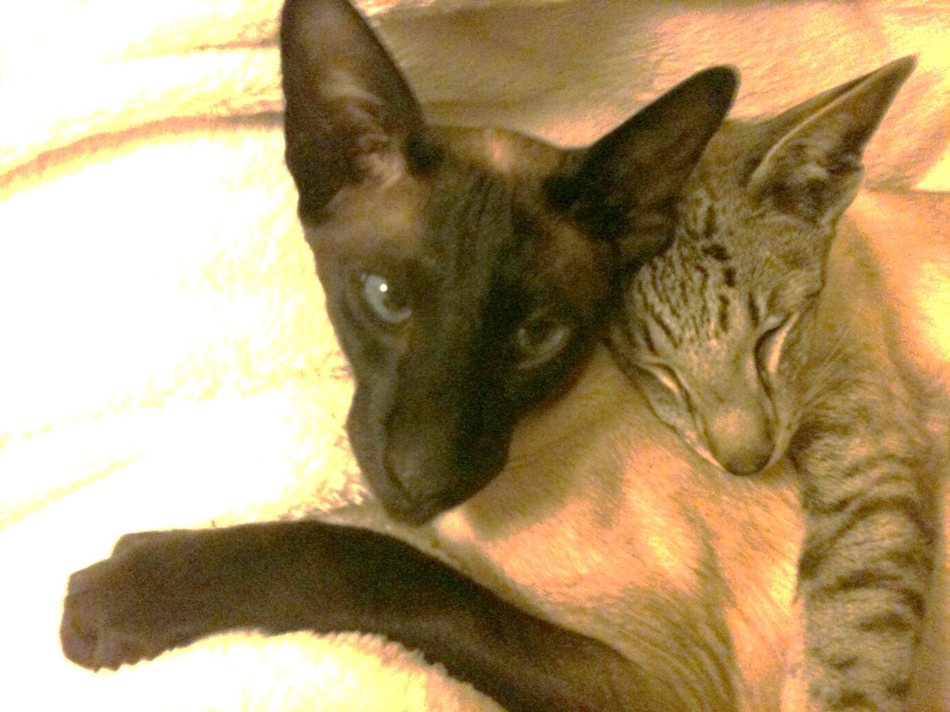 ClooneyClarke's profile picture. Clooney, large 5yr old, male, seal point Siamese cat from Hemblington, Norfolk. Vanished June 2013, same time as Hermes delivey. Neutered & micro-chipped. UK