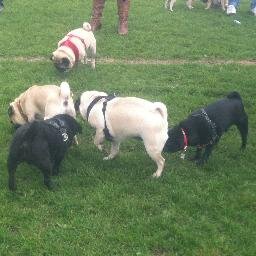 A monthly meet up of pugs and their owners at Preston Park, Brighton.