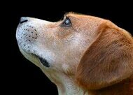 ___animals___'s profile picture. 小さい頃の夢は保健所の動物達を皆引き取って動物と触れ合える施設を作ることでした。いまも変わりません。いつか不幸な動物が居なくなることを目指して、情報発信していきたいと思います。