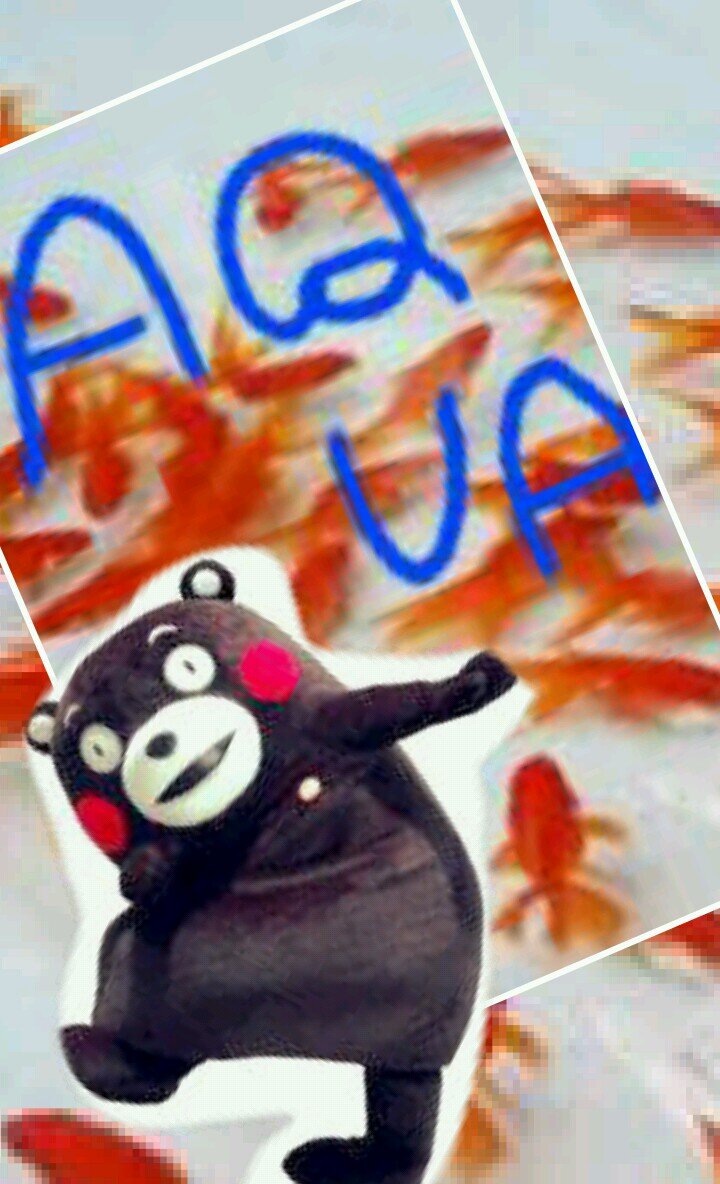 shellba1104's profile picture. 釣り🎣カメ🐢飼育記録  多肉植物(ハオルチア)🌱 苔🍀 ビオトープ🌿お酒🍺パン🍞スイーツ🍰野球バレー好き ポケモンGO大好き  同じ趣味の方よろしくです😁#メダカ #ハオルチア #天草 #aquarium #ビオトープ  #多肉 #居酒屋 #熊本