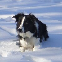 Tammy Gilstrap (@cceperocks) 's Twitter Profile