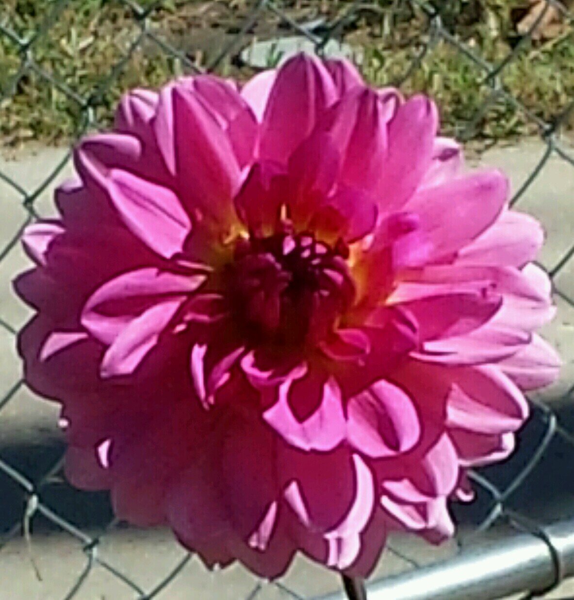 camdenvictory's profile picture. Persuing the values of Education, Peace and Culture