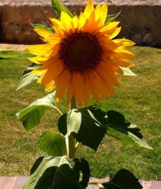 (Hurtado) 🇺🇸, CHS Eagles Alumni, 👨👩👦👦, likes🌻 🖥 ⚾️🏈