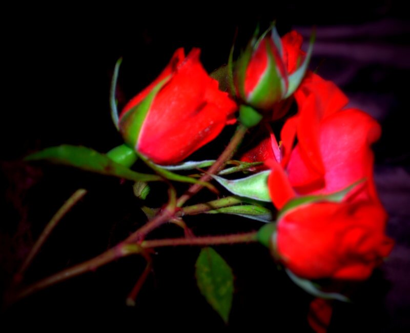 amateur photographer....