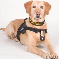 Larry (@bombsniffer481) 's Twitter Profile