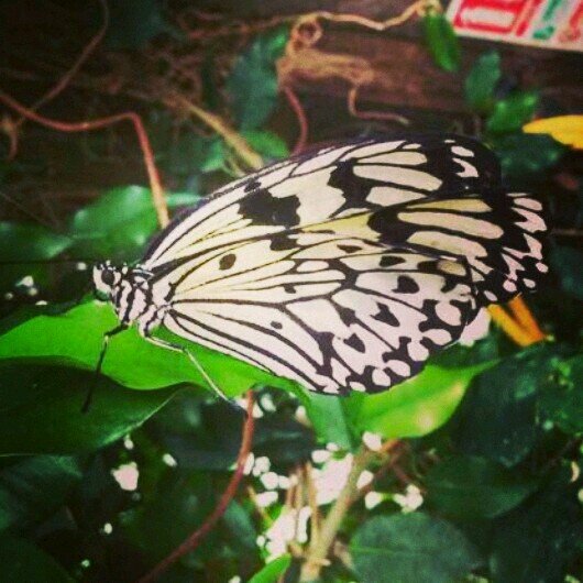 jessicarxse's profile picture. I FOLLOW BACK