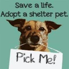 Help SAVE a Shelter Animal today! Rescue, Foster, Transport, Adopt, Donate, RT, or SHARE our posts on Facebook with everyone you know. Networking SAVES lives!