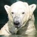 Polaris Maritimus (@pmaritimus) Twitter profile photo