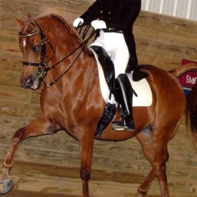 I like National Show Horses, Victory Passes and Starbucks | Chin up princess, your derby is slipping | Follow me b/c sometimes I'm funny❤
