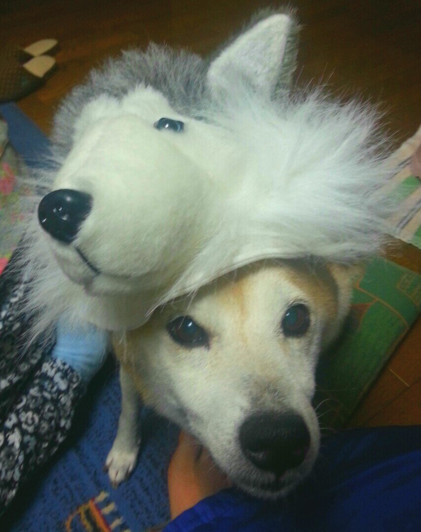 もふもふしたい