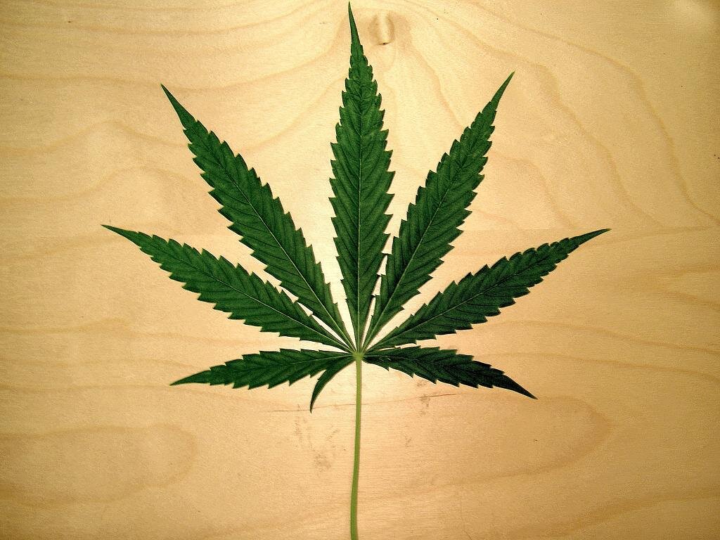 legalizeitWI's profile picture. 