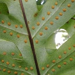 Medicina Natural y Medicamentos Naturales. Investigaciones Etnobotánicas. Salud Comunitaria. Protección del Medio Ambiente.