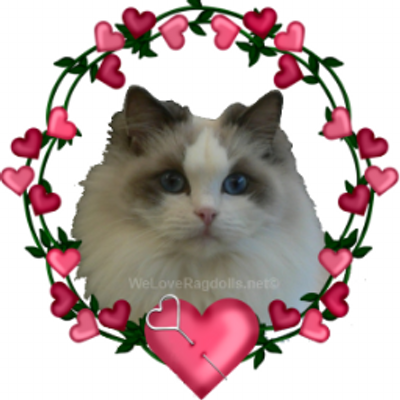 vanillabelle ragdolls