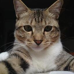 I am a cat. Meow. YOLNT. Waitress of Catatopia by day. Head leader of C.A.T by night.