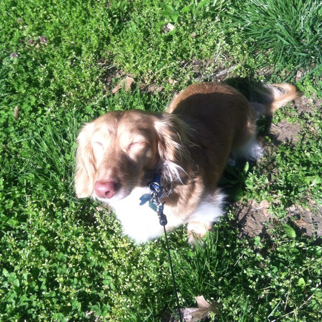 JennyHeartsDogs's profile picture. Dog lover. Love the beach. Hate any temperature below 60.