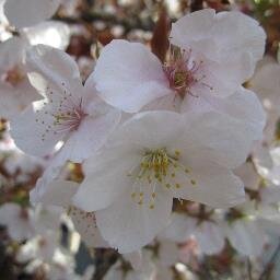 at_the_crest10's profile picture. I Love… GARNET CROW/GIZA/Being/嵐/KinKi Kids/WEST./なにわ男子/名探偵コナン/読書/彩雲国物語/テレビドラマ/etc.