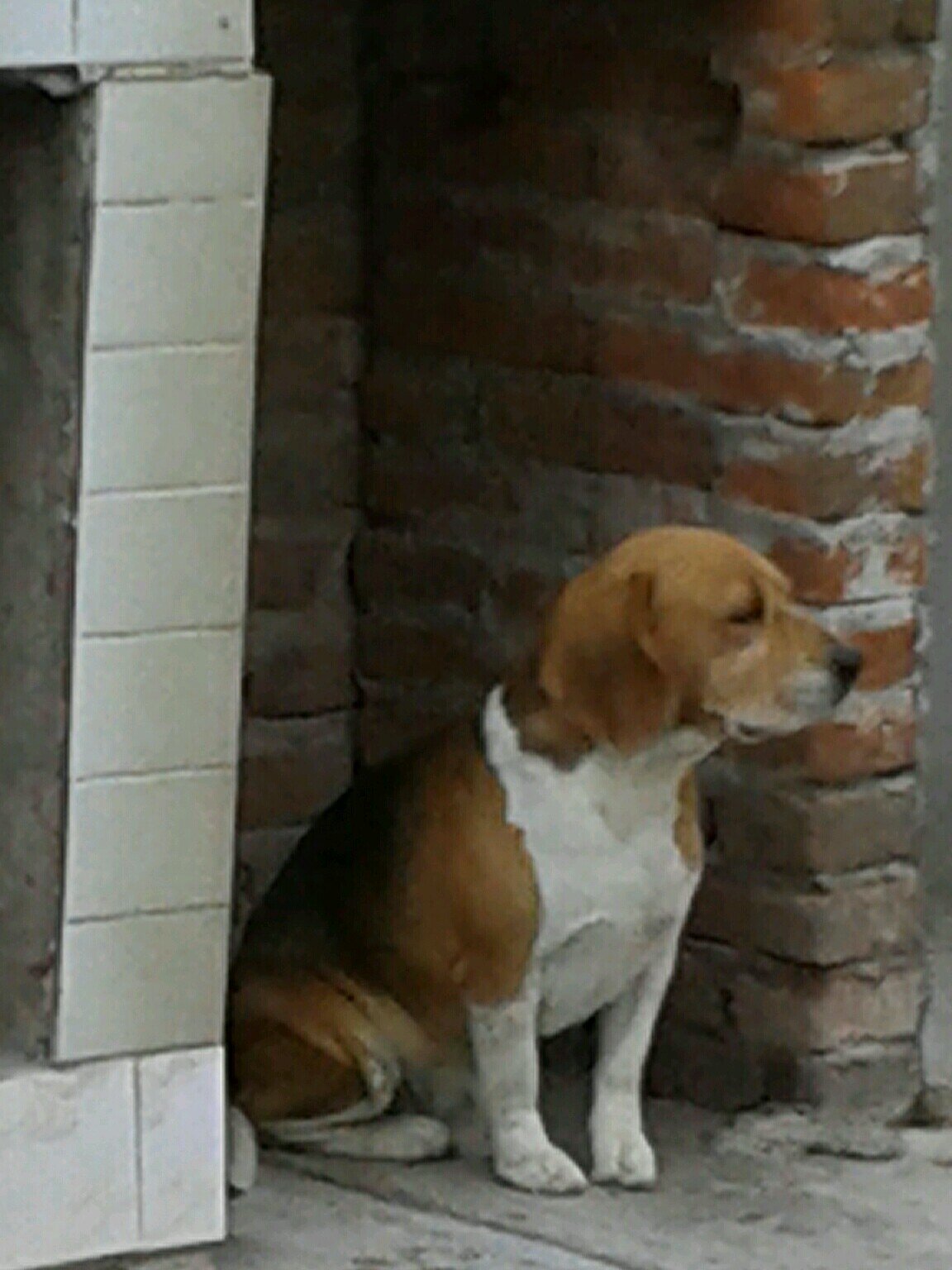 Aficionada de toda la vida al futbol. Amo a los perros, gatos en general a todos los animalitos, he adoptado varios,son tan bellos!!!!