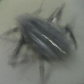 bot_hexbug's profile picture. 苦痛には限度あれども恐怖には限度なし ―― プリニウスニ世