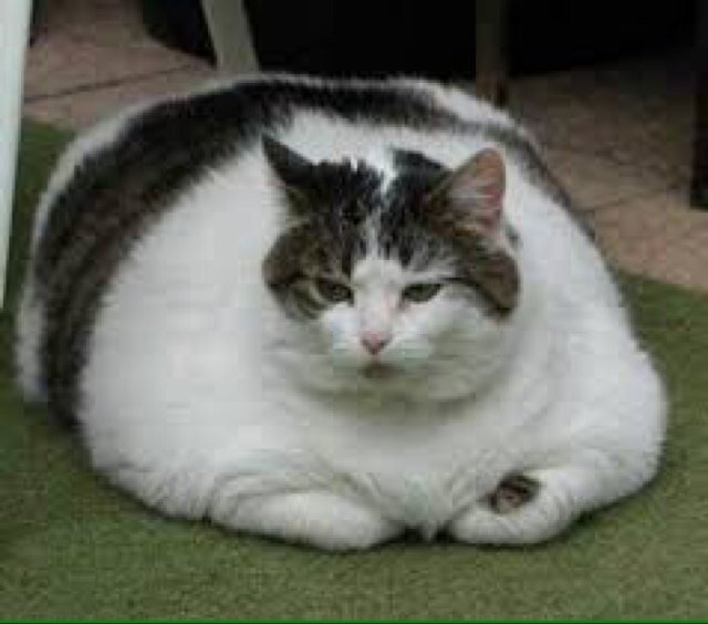 The oficial fat cat of twitter. If follow me, u will become part of the #fatcatfamily ❤ mention me for a #followback luv u kittens!