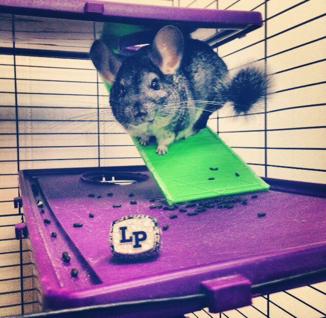 Puderkins's profile picture. |So soft I can steal yo bitch| 
No basic chinchillas in my condo. #TeamLp #TeamChinchilla