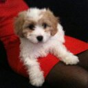 Leigh Jane Breton - @BretonLeigh - Twitter